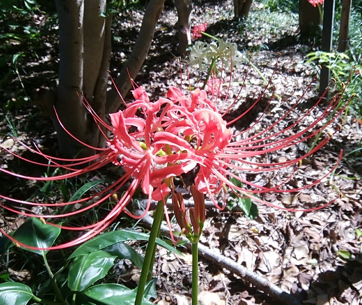 曼殊沙華の花を見ると Takesakuのblog 曼殊沙華の花を見ると Takesakuのblog