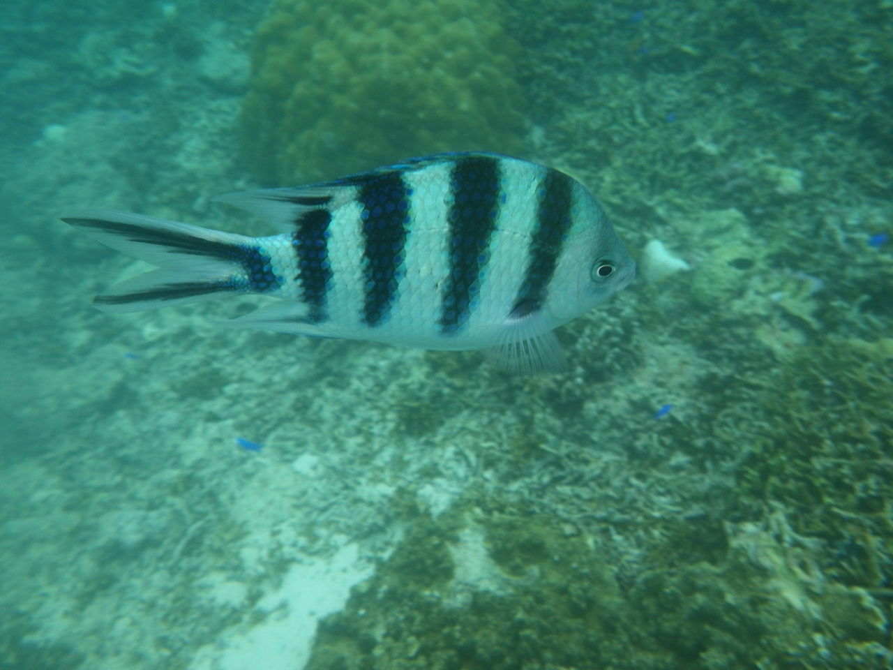 宮古島 16 Seabed 宮古島 16 Seabed