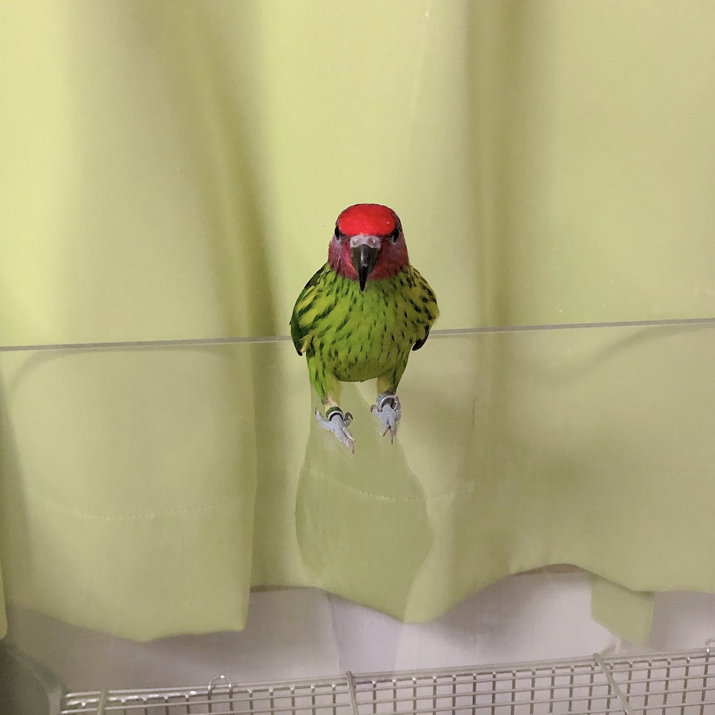 鳥と赤外線 とりまみれ雑記