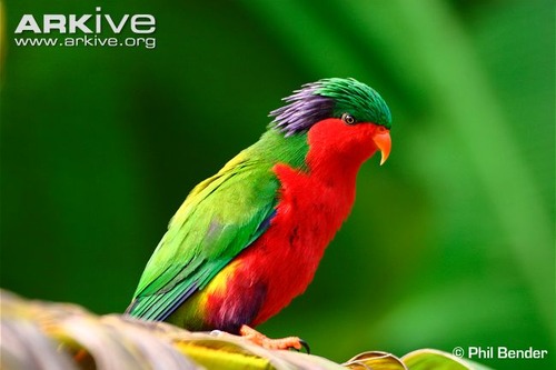 lorikeet-