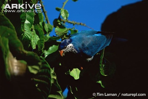 Ultramarine-lorikeet
