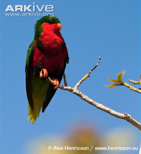 Stephens-lorikeet-perched