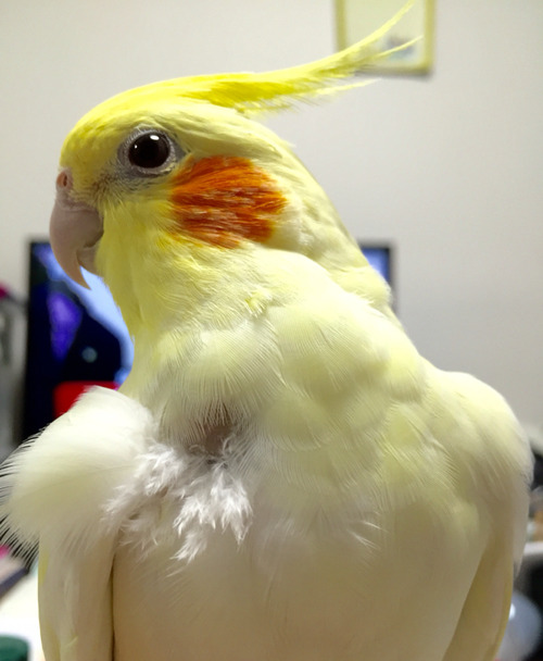 とりまみれ雑記 オカメインコ