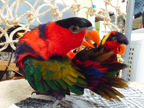 色とりどりのローリーたち テリハインコ属 コシジロインコ編 とりまみれ雑記