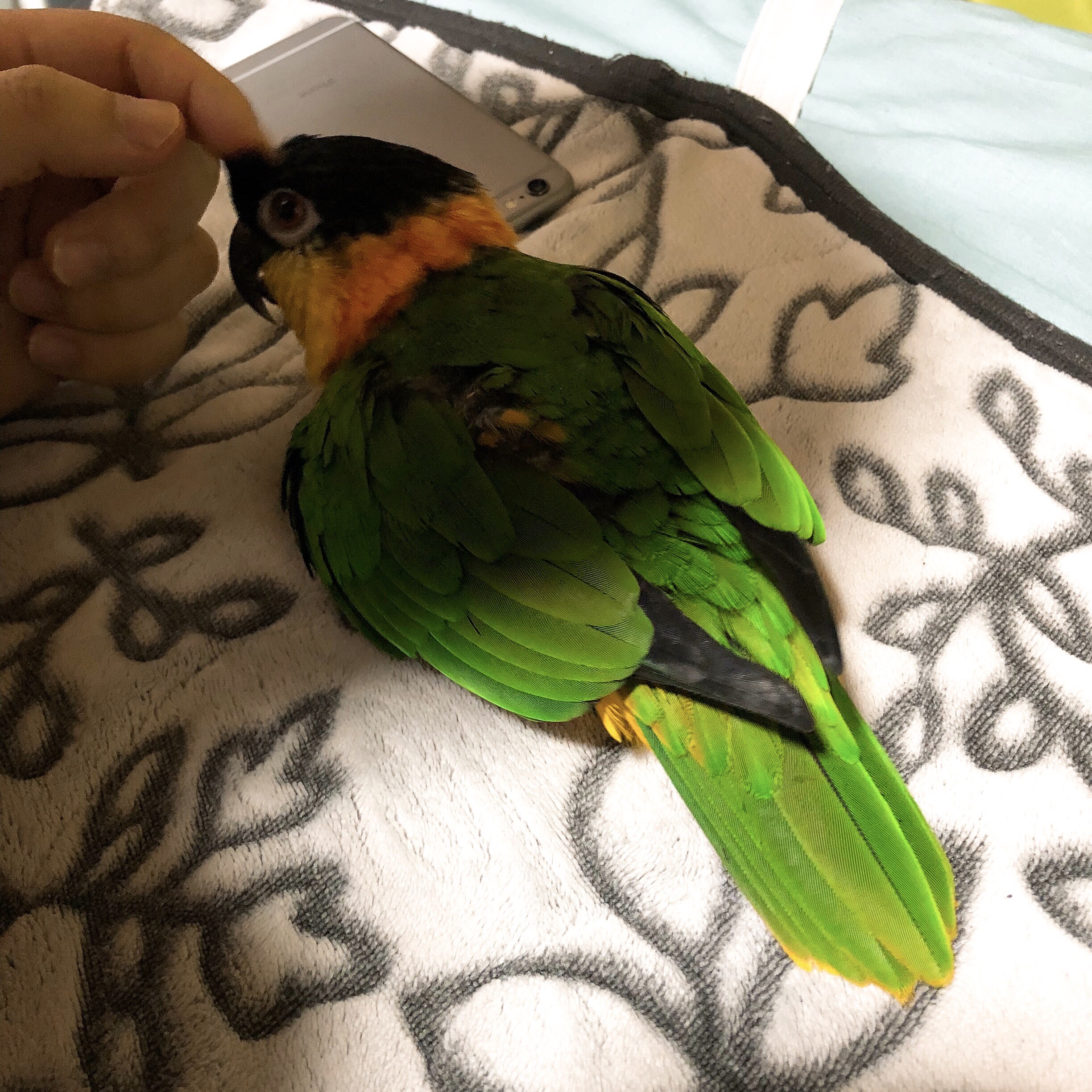 ぺっちゃんこ とりまみれ雑記