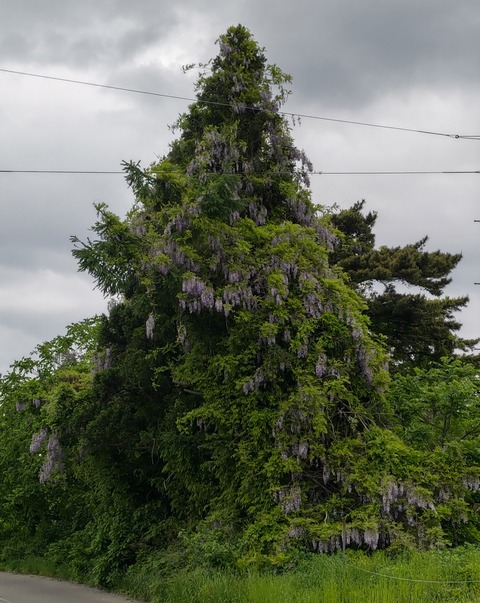 DSC_0433藤ノ木