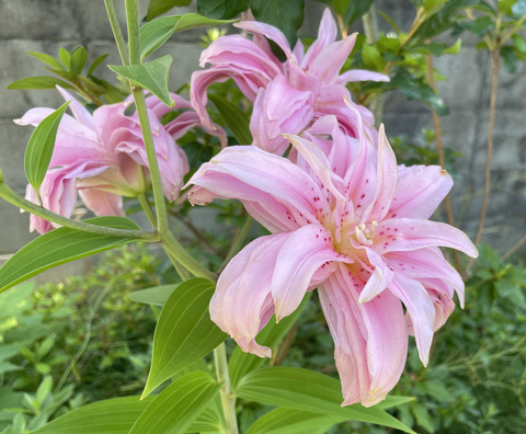 百合の花 花が勝手に咲いて… : 津軽三味線会館
