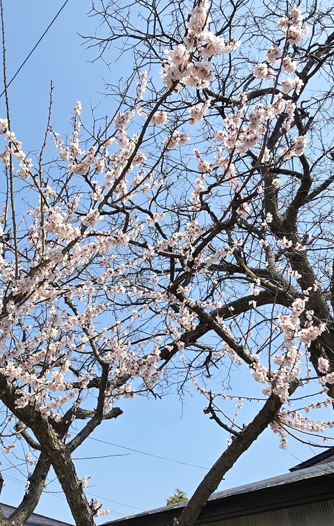 八幡宮桜