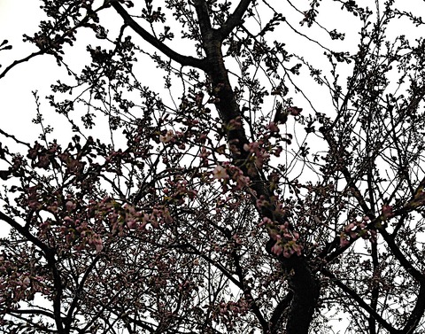 SilentCameraSoft-1744947940631.jpg雲祥寺