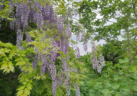 ふじの花