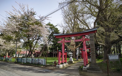 熊野神社桜