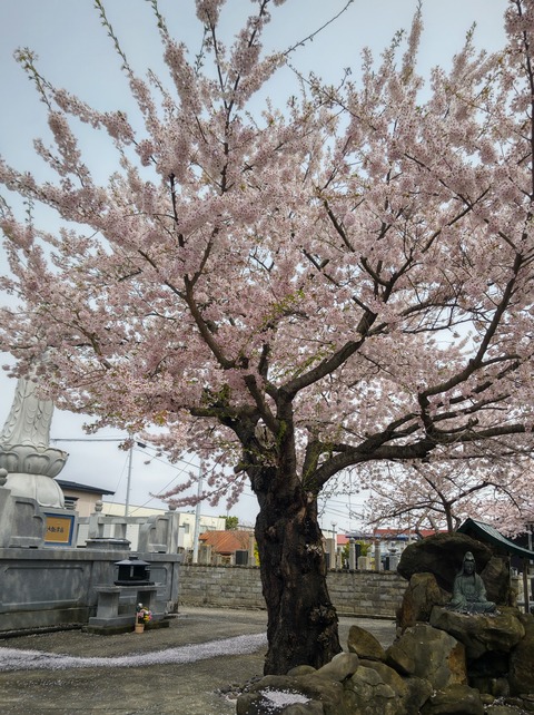 DSC_0885.JPG桜キレイ