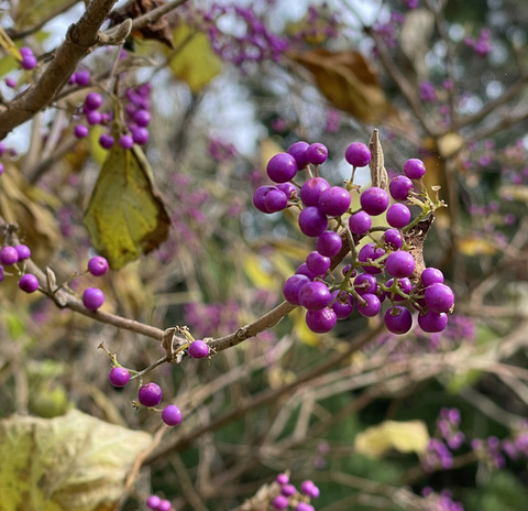 ムラサキシキブ1