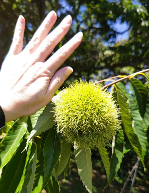 IMG_20240925_114027.jpg大きい栗