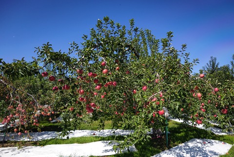 IMG_20240925_114440.jpgりんご