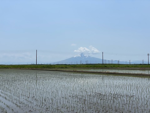 taue