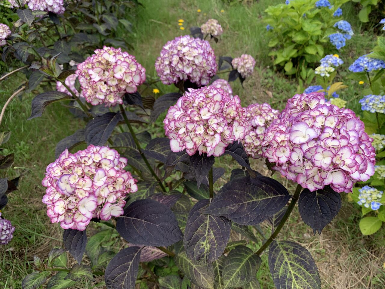 夏の花っこその アジサイと ステンドグラスと 津軽三味線会館