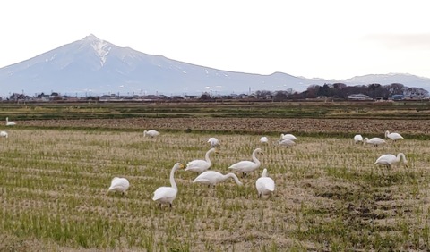 IMG_20241120_141737.jpg白鳥