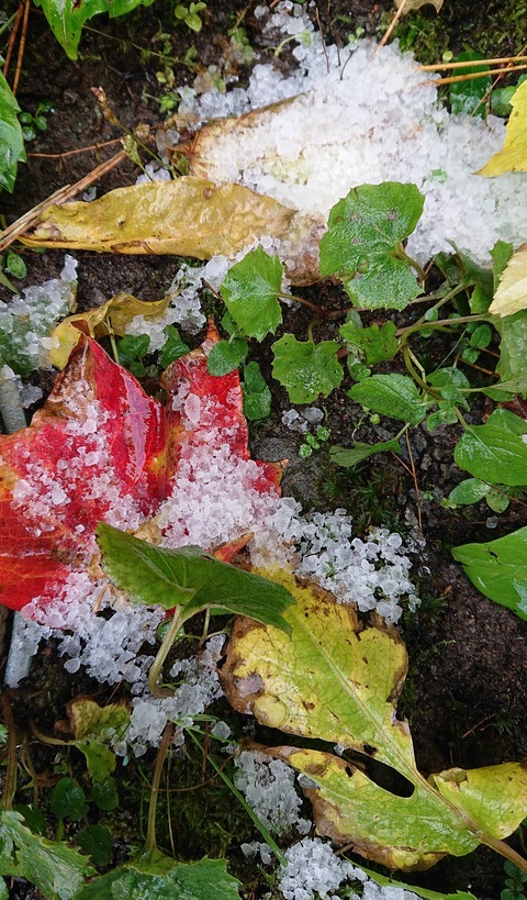 DSC_2920雪