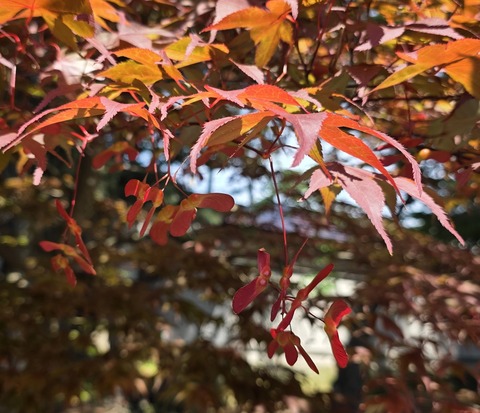 ノムラ紅葉