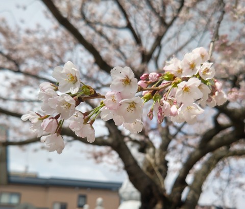 DSC_0876.JPG雲祥寺さんの桜