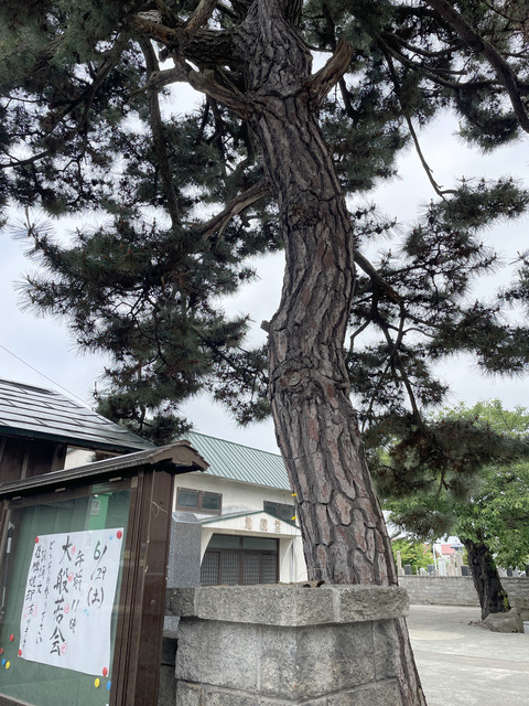 松1