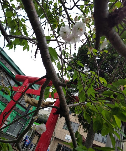 SilentCameraSoft-1716509428488さくら