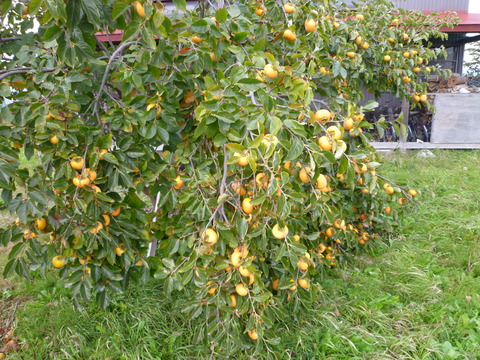 P1040558