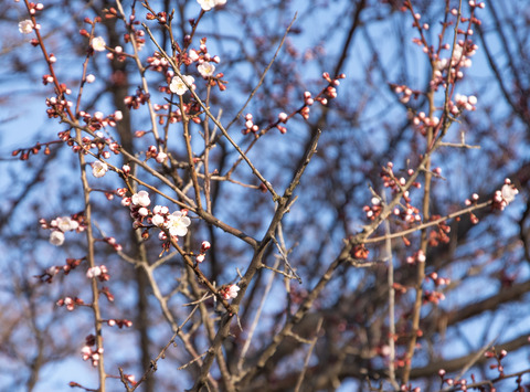 芦野公園4