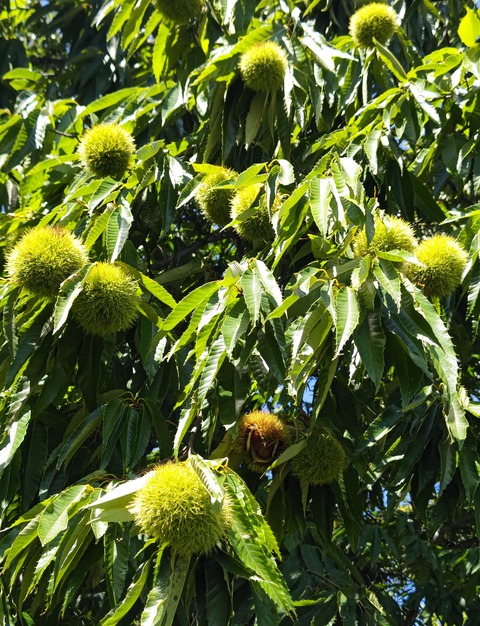 IMG_20240925_114049.jpg栗の