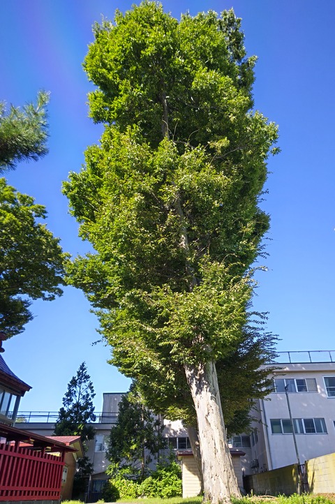 DSC_0045大木