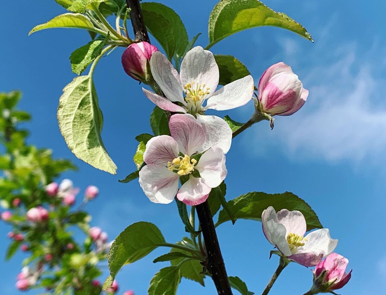 りんごの花も 咲きました 津軽三味線会館