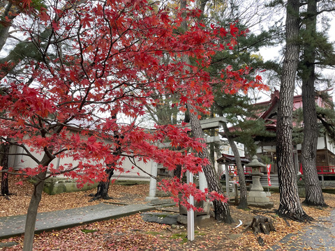 八幡様2