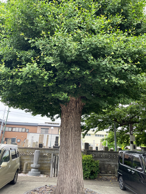 イチョウ