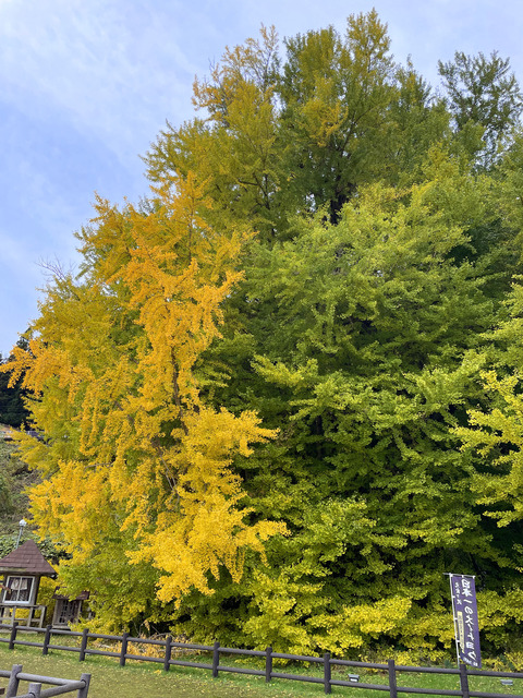 北金ヶ沢の大銀杏