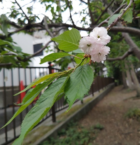 SilentCameraSoft-1716509358619桜