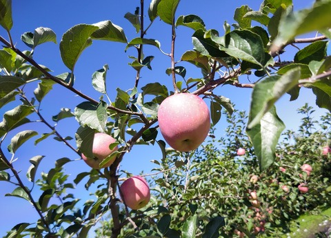 SilentCameraSoft-1727232455366.jpgこれからのりんご