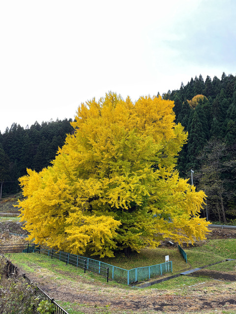 折曽の銀杏