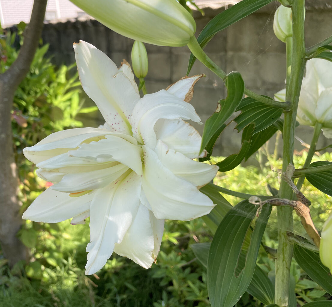 花が勝手に咲いて… : 津軽三味線会館