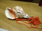 ほら貝(全長36cm)