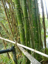 ����ƶ�ꡡyokoi's cave10