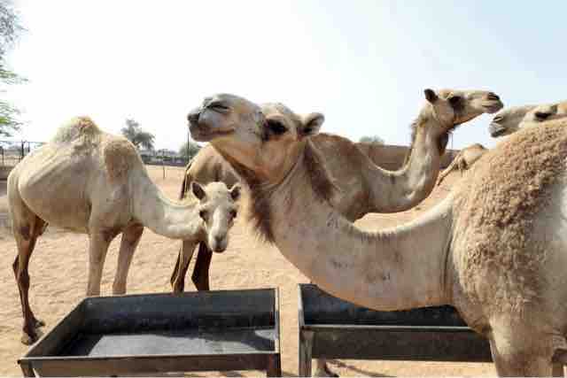 中東さくさく便り Uae ラクダの糞が気候温暖化対策に大きな貢献