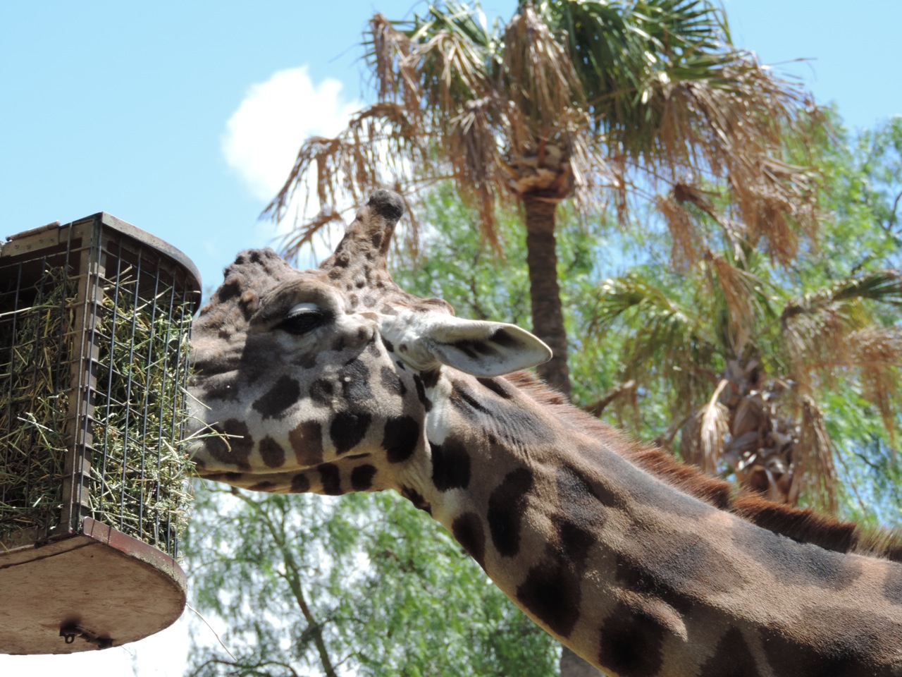 メルボルン動物園 会社員の海外1人旅 メルボルン動物園 会社員の海外1人旅