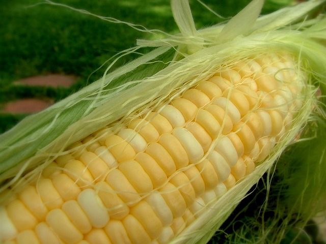 s-corn-maize-memorialday-1894603-o