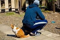 neko tomodachi