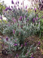 Lavendar
