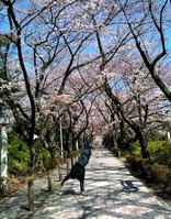 Aoyamasakura1