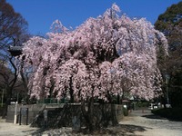 sakura2011