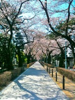 Aoyamasakura2