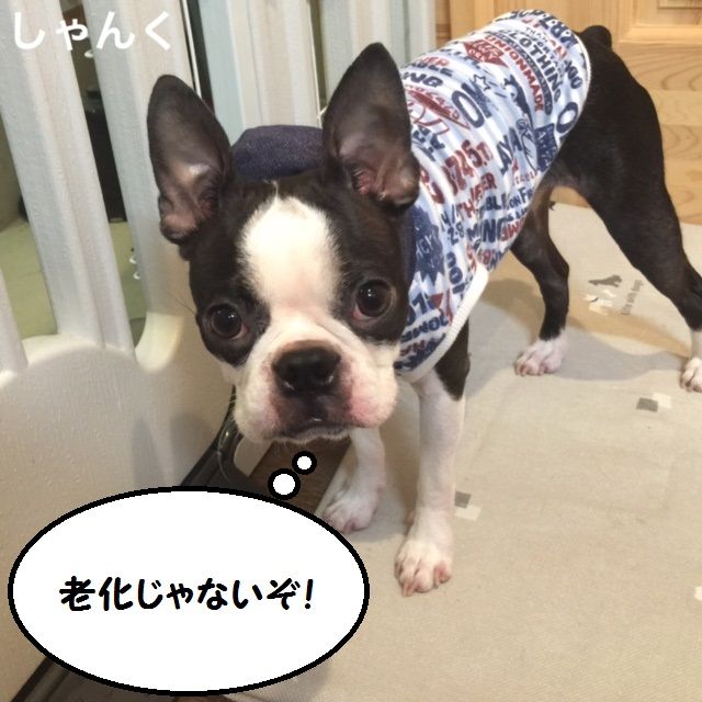 薄毛 ボストンテリア しゃんくのブログ
